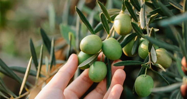 Aceite de oliva para la piel: los beneficios de los productos para el cuidado de la piel enriquecidos con aceite de oliva para la dermatitis, el eccema y la piel seca